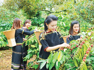 Annual coffee exports expected to reach 1.718 million tons