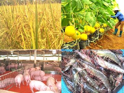 Nông nghiệp tháng 8/2023: Tăng diện tích sản xuất lúa, thủy sản  đảm bảo nguồn cung cho xuất khẩu