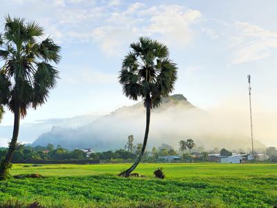 An Giang tiến tới hình thành vùng sản xuất thốt nốt hữu cơ