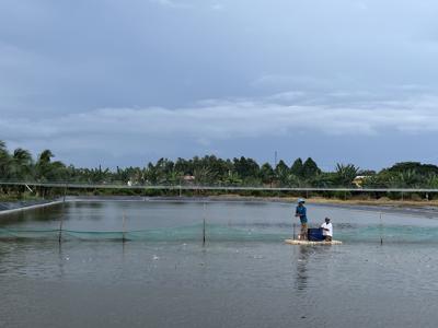 Chật vật đẩy bánh xe tín dụng ở Đồng bằng sông Cửu Long
