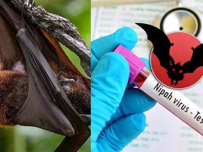 Virus Nipah bùng phát ở Ấn Độ, TP.HCM giám sát người từ vùng dịch