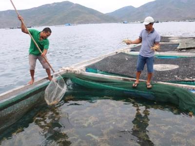 Trung Quốc đột ngột dừng nhập khẩu tôm hùm sống từ Việt Nam, hàng ngàn hộ dân lao đao 