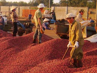 Giá cà phê tăng cao nhưng xuất khẩu giảm sâu do nguồn cung đã hết