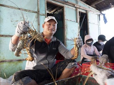 Tôm hùm bông Việt Nam muốn xuất khẩu sang Trung Quốc phải chứng minh là tôm hùm bông nuôi