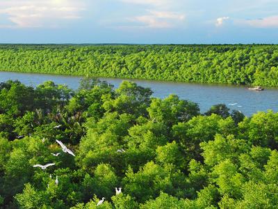 Mangrove forests prove valuable assets in sustainable carbon financing