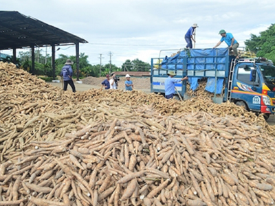 Xuất khẩu sắn và sản phẩm từ sắn đạt trên 1 tỷ USD, Trung Quốc vẫn là thị trường tiêu thụ chính 