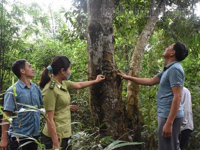 Giao đất, giao rừng vẫn “vướng” do các quy định thiếu đồng bộ