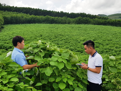 Doanh nghiệp khó khăn, người dân lo sốt vó vì "cây thoát nghèo" tắc đầu ra