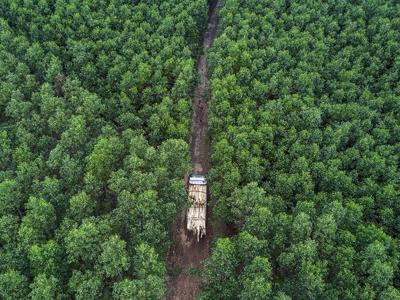 Quảng Bình chi trả 80 tỉ đồng tiền bán tín chỉ carbon cho các chủ rừng