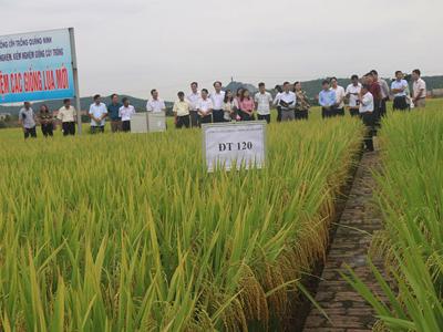 Luật trồng trọt bộc lộ nhiều bất cập, doanh nghiệp sản xuất kinh doanh giống bức xúc