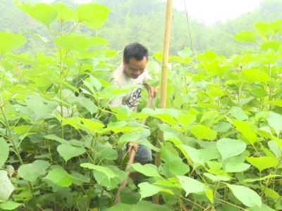 Thanh Hóa khuyến cáo người dân không nên phá bỏ ồ ạt "cây thoát nghèo"