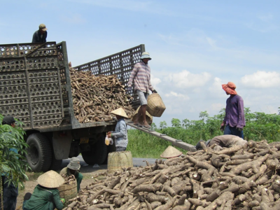 Doanh nghiệp xuất khẩu tinh bột sắn kêu ca Cục Thuế TP. Hồ Chí Minh chưa chi trả tiền hoàn thuế giá trị gia tăng