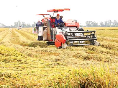 Thủ tướng chỉ đạo đẩy mạnh sản xuất, xuất khẩu lúa gạo 