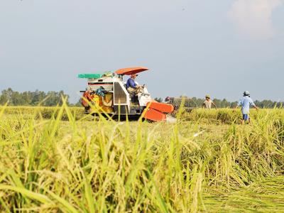 Nông nghiệp vẫn là trụ cột kinh tế của Thái Bình 