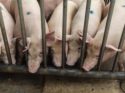 Giá thịt lợn lao dốc, Trung Quốc cố gắng kiểm soát quy mô đàn lợn