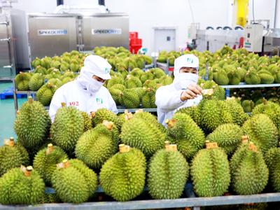 Việt Nam trở thành quốc gia xuất khẩu rau quả lớn thứ 2 sang Trung Quốc