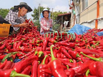 Các mặt hàng thực phẩm xuất khẩu của Việt Nam vào Hàn Quốc không đạt tiêu chuẩn sẽ trả lại hoặc tiêu hủy