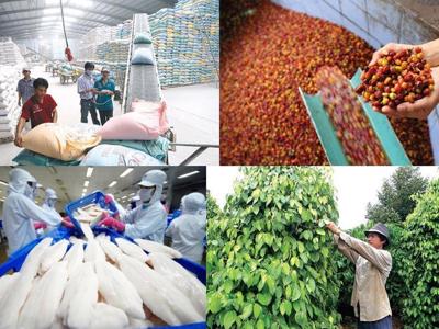 Xuất khẩu nông lâm thủy sản quý 1/2024: Cà phê lập kỷ lục, gạo và rau quả tiếp tục tăng mạnh