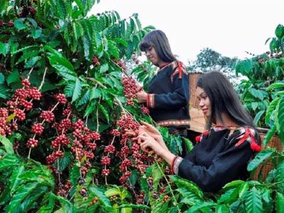 Giá cà phê trong nước tăng “phi mã”, giá xuất khẩu lập kỷ lục mới