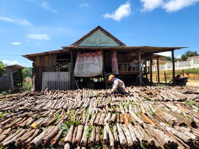 Tháo gỡ khó khăn cho hoạt động xuất khẩu dược liệu