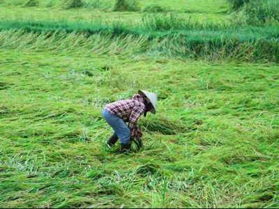 Mưa lớn, giông lốc tại miền Trung làm hàng nghìn ha lúa đổ rạp 