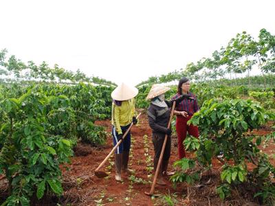 ACIAR hỗ trợ ngành nông nghiệp Việt Nam triển khai 8 dự án mới