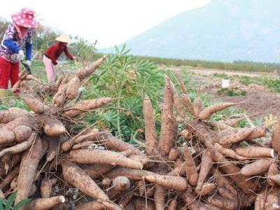 Ngành thuế mạnh tay với doanh nghiệp núp bóng hộ kinh doanh để trốn thuế