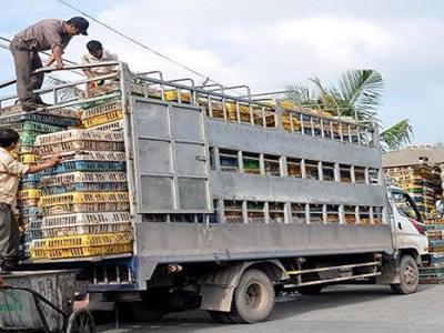 Đổi mới thủ tục kiểm dịch để thuận tiện cho buôn bán, vận chuyển vật nuôi và sản phẩm chăn nuôi