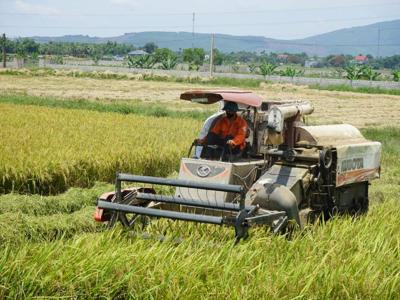 Năng suất lúa của Thanh Hóa đạt cao nhất từ trước đến nay