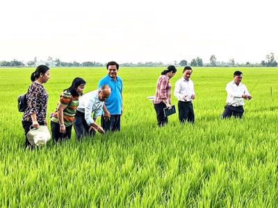 Đề án 1 triệu ha lúa chất lượng cao tạo bước chuyển mang tính đột phá tại vùng đất "Chín Rồng"