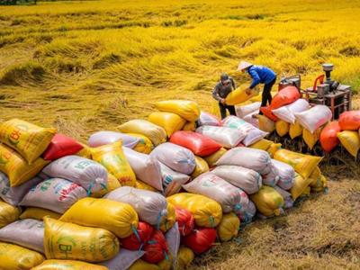 Xuất khẩu gạo cuối năm có nhiều biến động