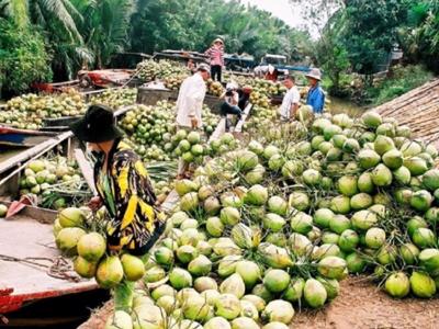 Xuất khẩu rau quả tăng mạnh, trái dừa tươi được kỳ vọng sẽ đột phá