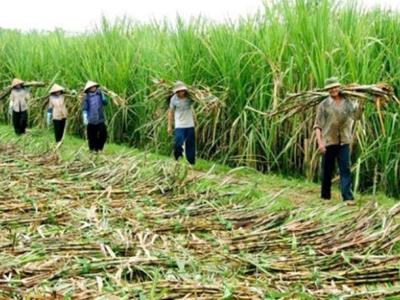 Ngành mía đường “bất lực” trước đường nhập lậu và đường siro ngô nhập khẩu