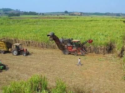 Ngành mía đường Việt Nam đang hồi sinh, lần đầu tiên năng suất đường vươn lên vị trí số 1 khu vực 