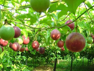 Vietnamese passion fruits exported to Australia