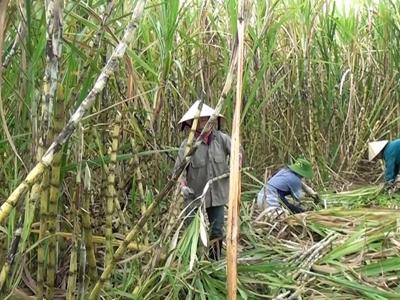 Rà soát biện pháp phòng vệ thương mại đối với sản phẩm đường mía xuất xứ từ Thái Lan