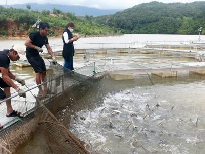 Giảm phát thải và phát triển xanh trong chăn nuôi và nuôi trồng thủy sản 