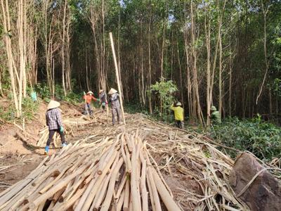 Hoàn thiện quy định hệ thống đảm bảo gỗ hợp pháp