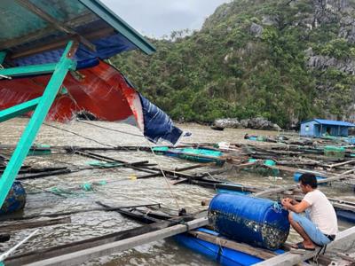 Hải Phòng chỉ đạo triển khai các biện pháp phục hồi sản xuất nông nghiệp sau bão số 3