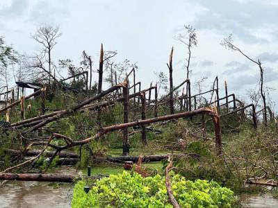 Các công ty lâm nghiệp tại Quảng Ninh gặp rất nhiều thách thức hậu bão Yagi