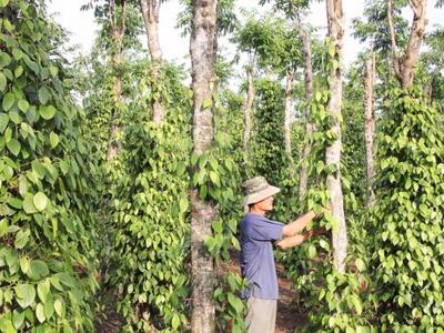 Xuất khẩu hồ tiêu năm 2024 sẽ lập kỷ lục 1,3 tỷ USD 