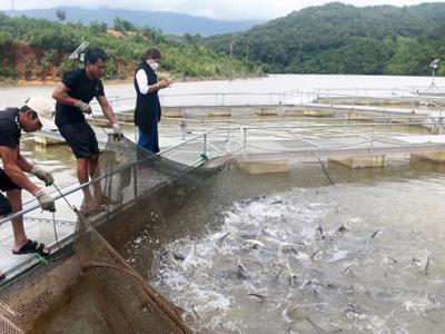 Chuyển đổi xanh cho ngành chăn nuôi, thủy sản tại Việt Nam