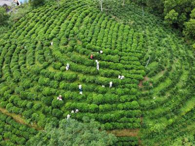 Chè Khe Cốc "lên đời" OCOP, nông dân giàu có