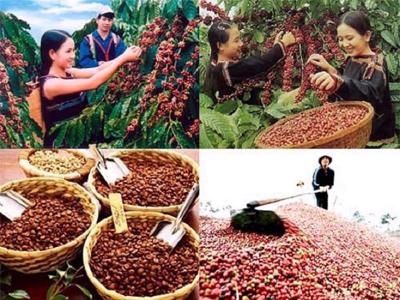 Giá xuất khẩu tăng cao kỷ lục, ngành cà phê tự tin cán đích với 5,5 tỷ USD