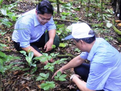 Đưa Sâm Ngọc Linh trở thành thương hiệu sản phẩm quốc gia