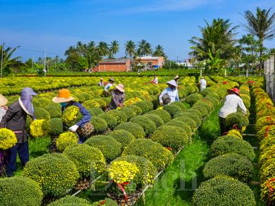 Lễ hội hoa kiểng Chợ Lách: Ngày hội của cộng đồng những nhà vườn thông minh và sáng tạo