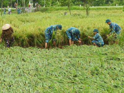 Kỳ tích phục hồi sản xuất nông nghiệp sau thiên tai