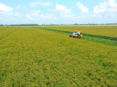 Gạo sạch từ những cánh đồng xanh