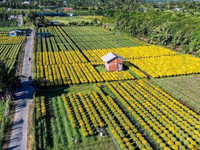 Nhộn nhịp vùng trồng hoa – cây cảnh Tết, giá cả ổn định