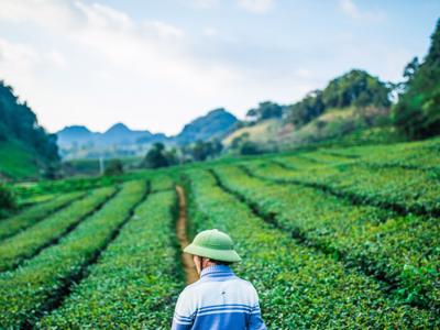 Hướng đi nào cho du lịch canh nông?